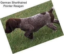 We did not find results for: German Shorthaired Pointer Puppies For Sale In Los Angeles Agriseek Com