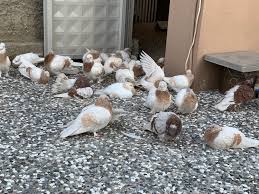 Pin By How On Guvercin Pigeon Bird Animals And Pets Birds