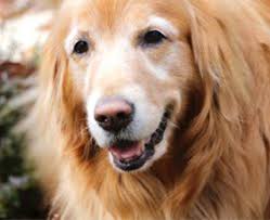 How do you know if cancer has spread to dogs? How My Dog With Cancer Taught Me About Life Elise Museles