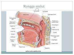 Maybe you would like to learn more about one of these? Mata Kuliah Anatomi Fisiologi Ppt Download
