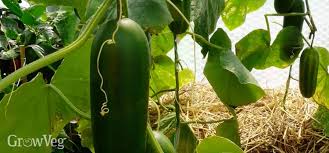 Maybe you would like to learn more about one of these? Growing Cucumbers From Sowing To Harvest