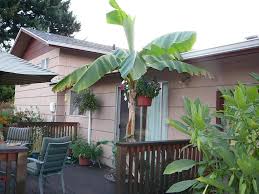 In japan, banana fibres were a prized substitute for silk and were traditionally woven into japan echo inc. Photo Of The Entire Plant Of Japanese Hardy Banana Musa Basjoo Posted By Duane456 Garden Org