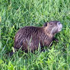 Il castoro è un grosso roditore semiacquatico, è lungo circa 75 cm e alto meno di 30, per un peso che può arrivare da 16 kg sino a 40 kg. Myocastor Coypus Wikipedia