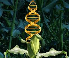 JOSE ABELARDO CHACON MONSREAL