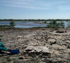 Image result for Platycoryne buchananiana