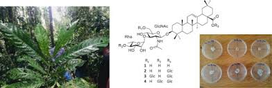 Image result for Massularia