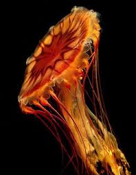 Pancake Jellyfish Ocean Creatures Ocean Animals Underwater Life