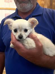 Happy 1st Birthday to Princess Paisley