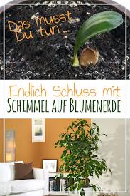 Schimmel Auf Blumenerde Blumenerde Pflanzen Und Zimmerblumen