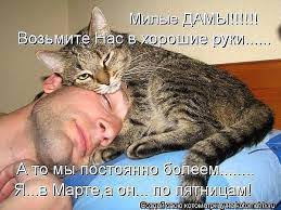 Кошек не любит только тот, кто еще не встретил свою кошку. - Город.томск.ру