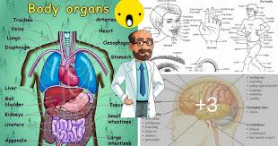 Anatomy plastic surgery, face and eye plastic surgery, mouth and lip plastic surgery illustration. Human Body Parts Let S Explore The Human Body Eslbuzz Learning English