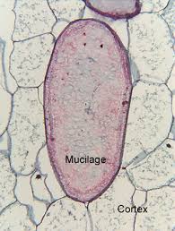 The golgi apparatus or golgi body is the packaging and shipping center of the cell. Where Cactus Store Water To Survive In Deserts Cactusway