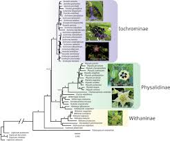 Image result for Discopodium penninervium