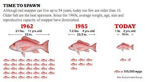 Overfishing 101 The Importance Of Rebuilding Our Fish