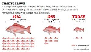 overfishing 101 the importance of rebuilding our fish