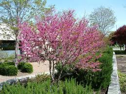 It is easily recognized when it is in bloom from march to may, when it is covered with small pink to purple flowers. Cercis Occidentalis Drought Resistant Trees Drought Tolerant Garden Drought Tolerant Landscape