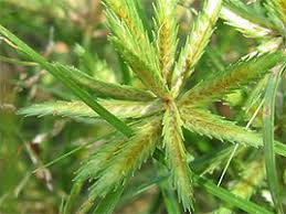 Image result for Cyperus sp. (ex Mariscus sp.no.2)