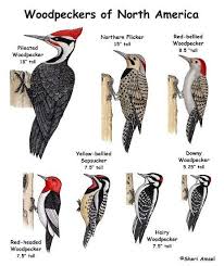 Birds Of Western New York State Woodpeckers Of Western New York Woodpecker Birds Bird Identification