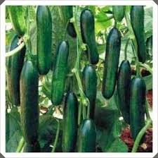 Ruyada Salatalik Gormek Vegetable Garden Planning Vegetable Garden Design Food Garden