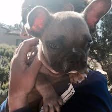 The horrifying moment lady gaga's dog walker was shot in the chest and two of her french bulldogs were stolen in los angeles on wednesday night has been revealed in surveillance camera footage. Koji Dog Gagapedia Fandom