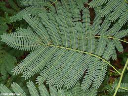 I purchased a mimosa tree this past spring and it has performed well so far this summer. Silktree Mimosa Albizia Julibrissin