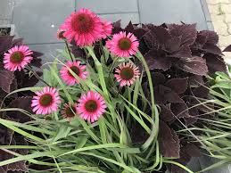 Echinacea Gartenbeet Blumen Garten