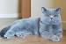 Norwegian Forest Cat Maine Coon Russian Blue