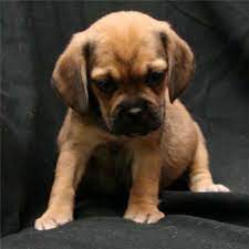 Male Puggle Puppy Puggle Puppies Puggle Baby Pugs