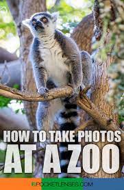 Tips How To Photograph Animals At A Zoo Zoo Pictures Zoo Photography Zoo