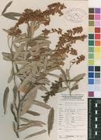 Image result for Eriosema psoraleoides