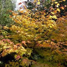 Image result for Tricliceras lobatum