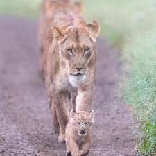 Interesting Animal Pictures In 2020 Animals Wildlife Photography Cats Of Instagram