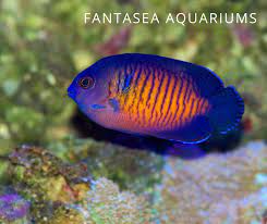 Coral Beauty Angel Fish Centropyge Bispinosa Care Info