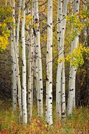 Birch Trees In Colorado Autumn Cluster Rocky Mountain Np By Erik Stensland Travel Colorado Wanderlust Travel Photography Bucket Autumn Scenery Aspen Trees Landscape Trees