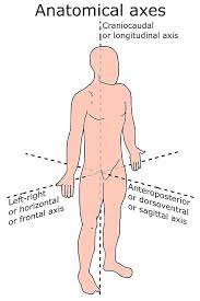 On or affecting the same side of the body | meaning, pronunciation, translations and examples. Ipsilateral Vs Contralateral What S The Difference Ask Difference