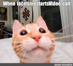 Like si aman a los gatos. In Hindi Download Catvideofest 2020 Osurukan S Ownd