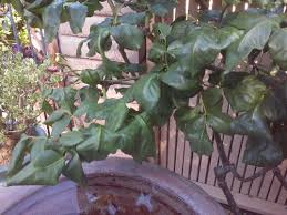 The rose (rosa) remains one of the most popular garden flowers, loved for its fragrance and vast variety of colors and species that can thrive u.s. Rose Leaves Are Curling