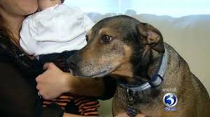 A Dog That Was Rescued 6 Years Ago And Given A Chance At A Wonderful New Life Has Returned The Favour In The Best Way Possible Rescue Dogs Dogs Dog Help