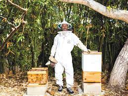 Residential pest control in santa monica, ca. Honeylove Encourages You To Build A Bee Box This Spring Santa Monica Daily Press