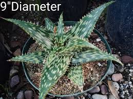Image result for Aloe carnea