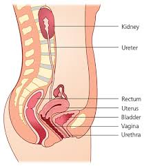 Image result for Bladder Anatomy