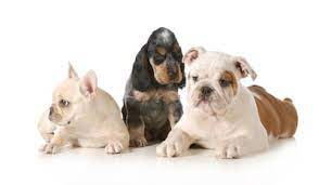 Maybe you would like to learn more about one of these? Vente De Chiots Decrypter Les Petites Annonces Actualite Chien Santevet