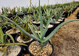 Image result for Aloe bukobana