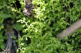 Image result for Anogramma leptophylla