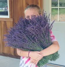 Its landscape feels more like french countryside than oklahoma countryside! Fresh Cut Lavender Bundles We Cut It For You