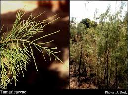 Image result for Tamaricaceae