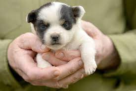 Süße welpen finden über kleinanzeigen, oder selber kostenlos inserieren. Seriose Chihuahua Zuchter Finden Chihuahuaseite De