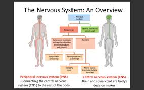 Learn vocabulary, terms and more with flashcards, games and other study tools. Chapter 2 Neuronal And Hormonal Systems 2 Flashcards Quizlet