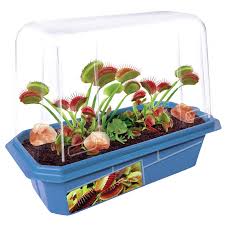 Unbranded Miniature Worlds Blue Frightening Flytraps Indoor Garden Terrarium Indoor Garden Seed Starter Kit 5528086 The Home Depot Venus Fly Trap Succulent Garden Indoor Seed Starter Kit
