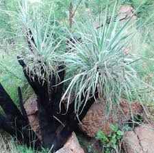 Image result for Xerophyta zambiana